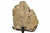 Dinosaur (Triceratops) Frill Shield Section - South Dakota #339081-2